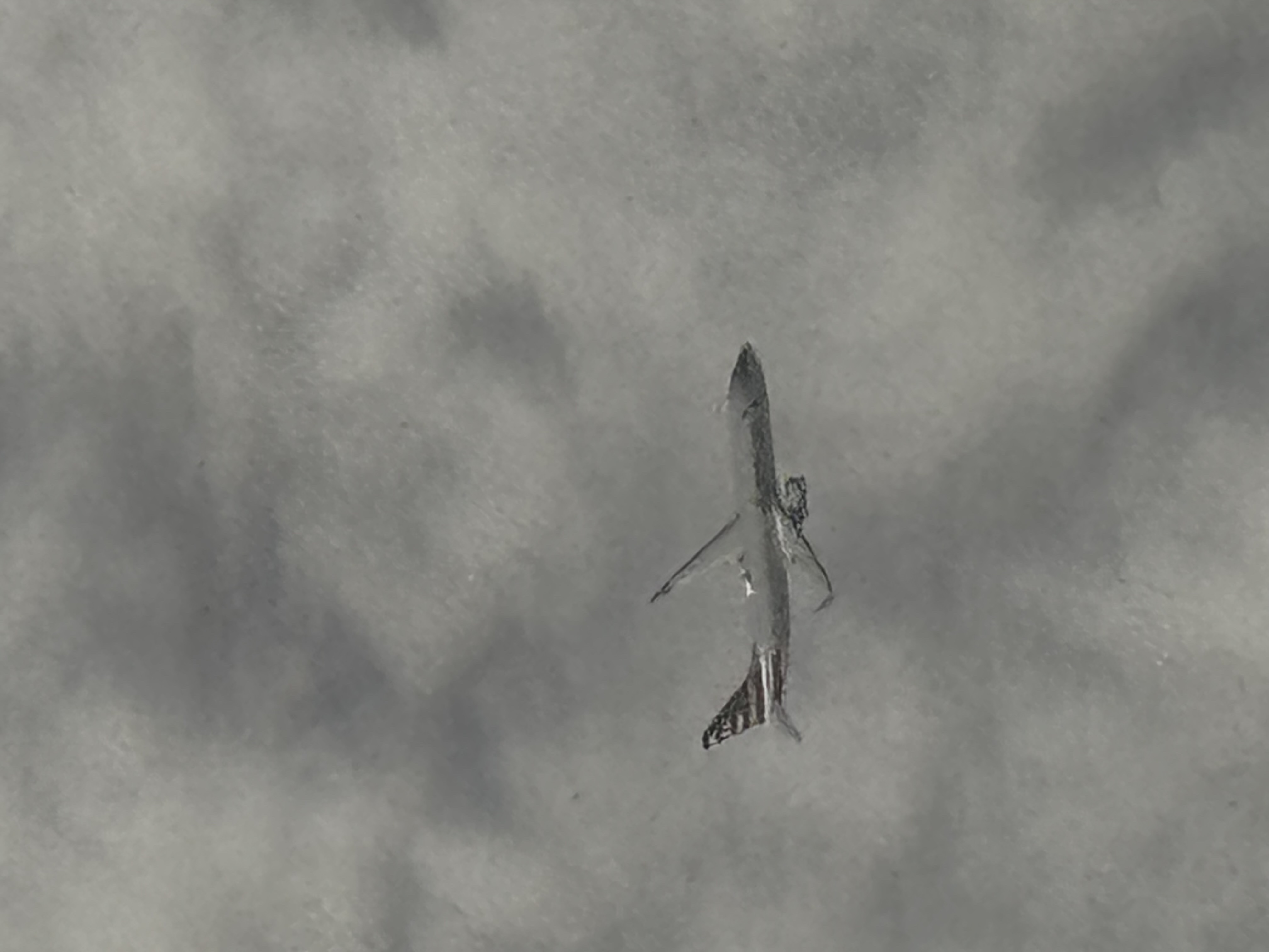 Spotting
