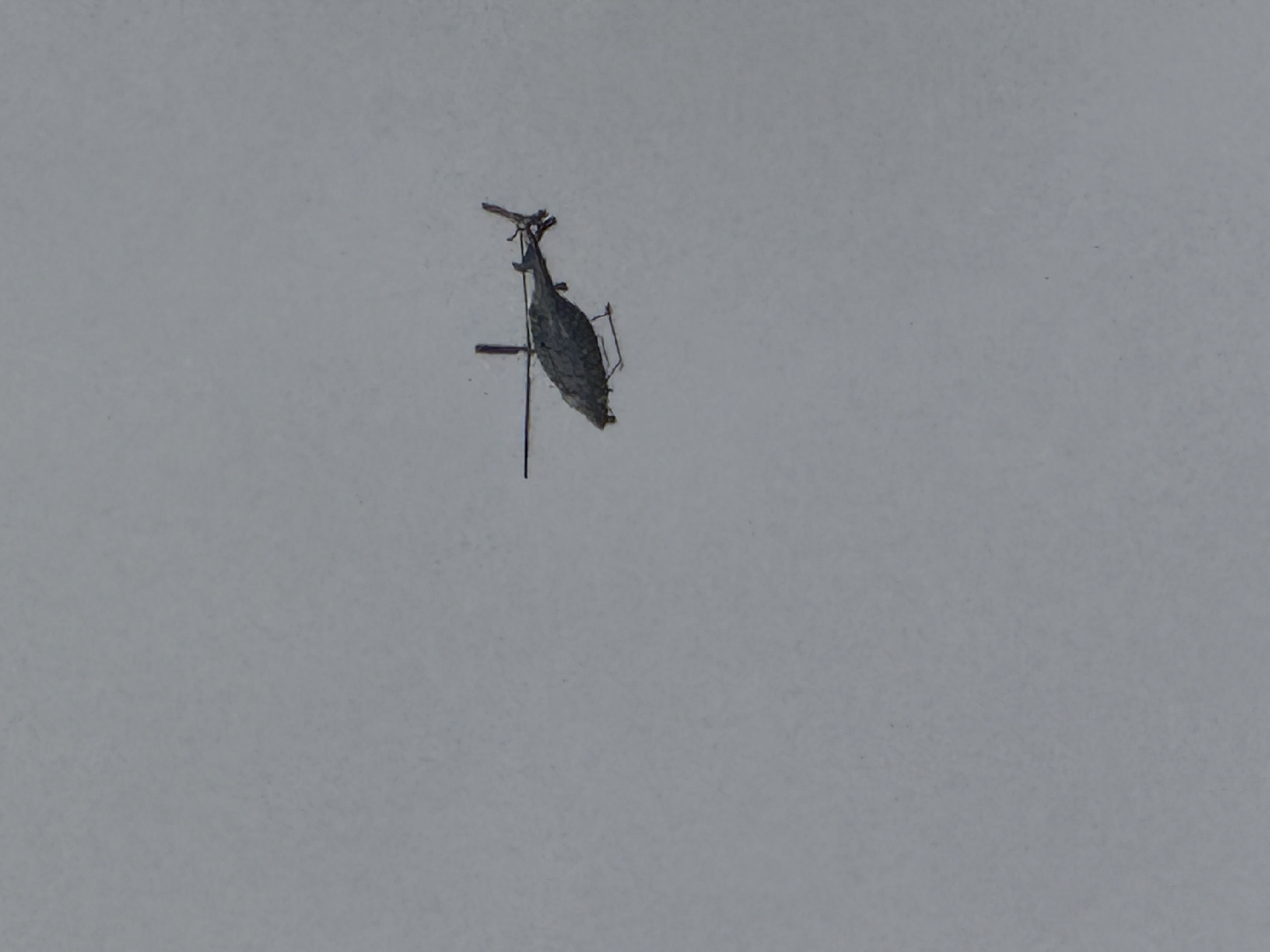 Spotting