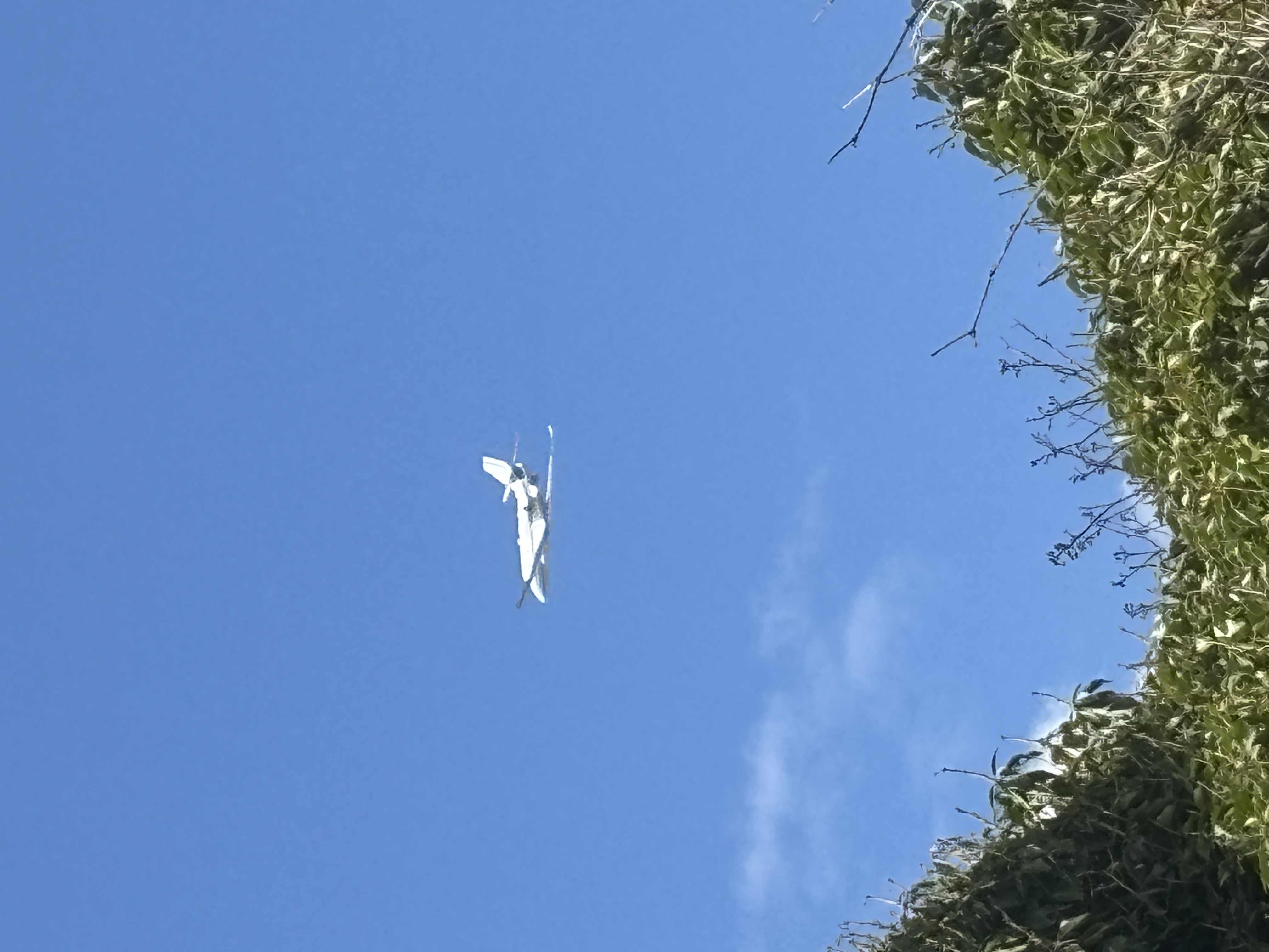 Aircraft